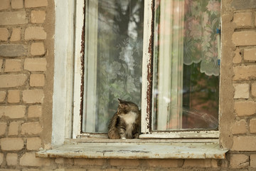 Domestic cat sitting on the windowsill of an open window in an old brick house