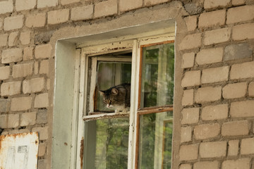 Fototapeta na wymiar Domestic cat sitting in the window in an old brick house