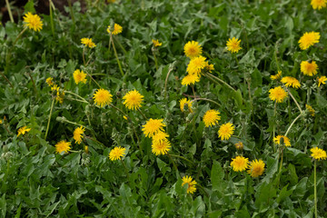yellow flowers of dandelions