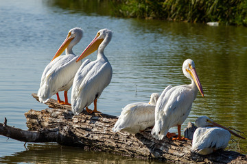American pelicans at White Rock Lake. Dallas, Texas.