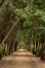 Alley of arborvitae trees in the Park