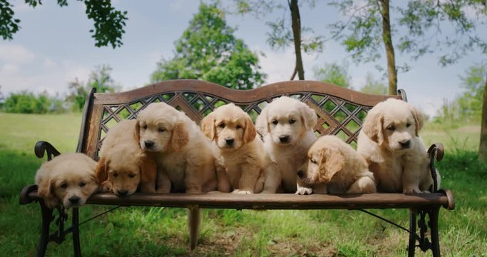 Slow motion of a group of cute puppies of Golden Retriever dog with a pedigree are sitting on the bench in a park and looking in camera.