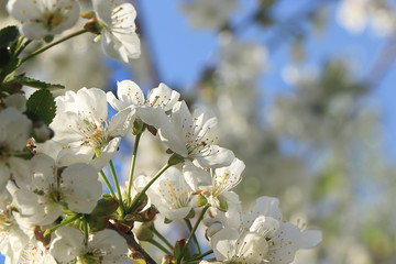 Cherry blossoms flowers on a blurred background with bokeh closeup, selective focus. May blossoming cherry in the garden on a light background