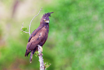 Kenyan National Park. The eagle Lophaetus occitalis is the bir