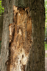 Obraz premium Tree eaten by insects with fallen bark