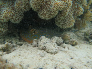 Manta raya con topos azules