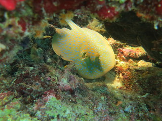 Manta raya con topos azules