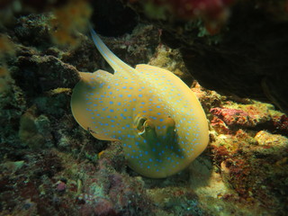 Manta raya con topos azules