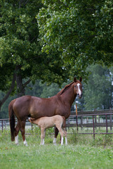 Warmblutstute und Fohlen