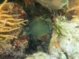 Manta raya con topos azules