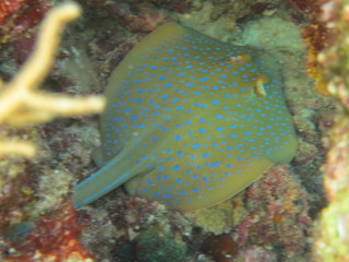 Manta raya con topos azules