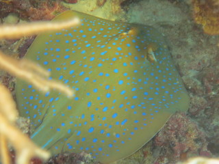 Manta raya con topos azules