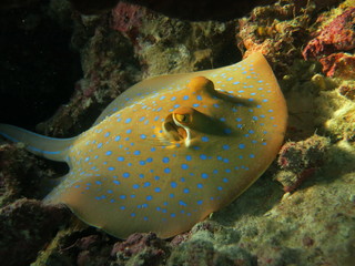 Manta raya con topos azules