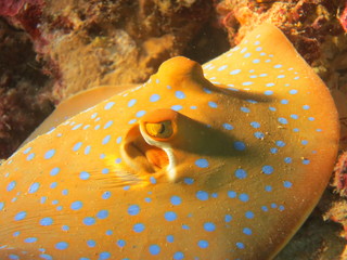 Manta raya con topos azules © xavier