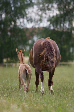 Warmblutstute und Fohlen