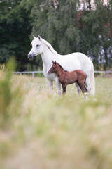 Obraz premium Reitponystute mit Fohlen