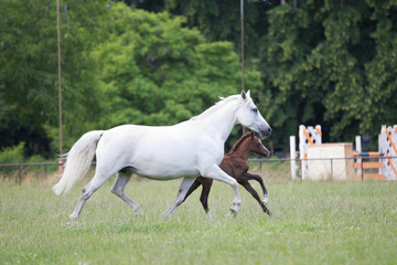 Pferde Reitponystute mit Fohlen galoppiert auf einer Wiese