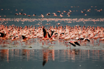 Flamingos at Lake Nakuru - obrazy, fototapety, plakaty