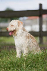 Mischlingsh&uuml;ndin