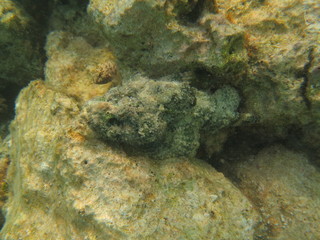 Pez escorpión en wakatobi