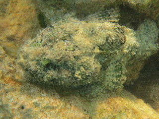 Pez escorpión en wakatobi