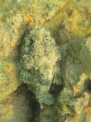 Pez escorpión en wakatobi