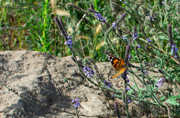 Painted Lady Butterfly with closed wings on plant stem with yellow flowers in the background