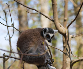 ring-tailed lemur sits alone in a tree