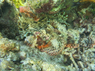 Pez escorpión en wakatobi
