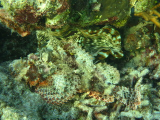 Pez escorpión en wakatobi