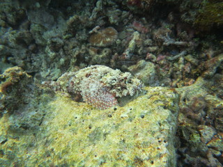 Pez escorpión en wakatobi