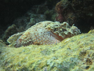 Pez escorpión en wakatobi