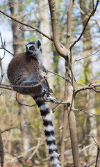 ring-tailed lemur sits alone in a tree