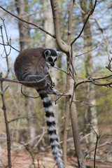 ring-tailed lemur sits alone in a tree
