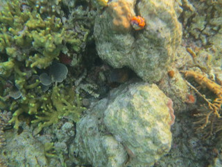 Pez escorpión en wakatobi