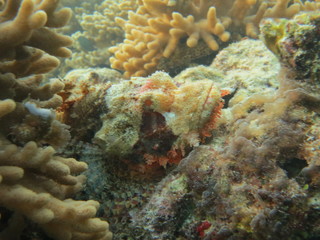 Pez escorpión en wakatobi