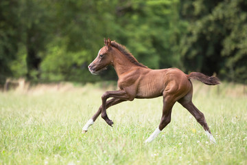 Reitponyfohlen