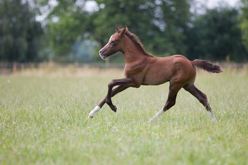 Reitponyfohlen