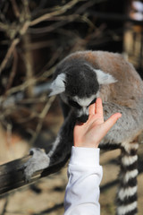 ring tailed lemur licks the hand of a child