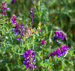 Painted Lady Butterfly with closed wings on plant stem with yellow flowers in the background