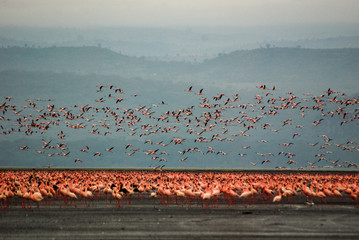 Flamingos at Lake Nakuru - obrazy, fototapety, plakaty
