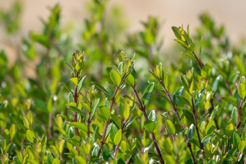 Green bushes with trimmed branches and young leaves.