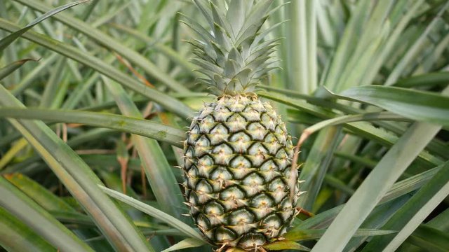 Close up of pineapple in plantation field. Tropical pineapple fruit with natural farm