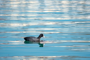Black duck Eurasian coot Fulica atra is swimming in blue water.