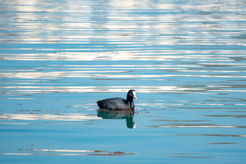Black duck Eurasian coot Fulica atra is swimming in blue water.