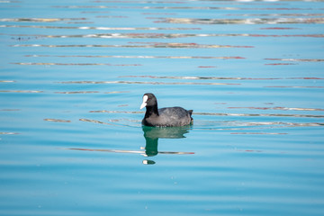Black duck Eurasian coot Fulica atra is swimming in blue water.