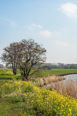 Fototapeta premium Budding tree at the edge of the water
