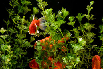 Goldfish carassius auratus background aquatic plants
