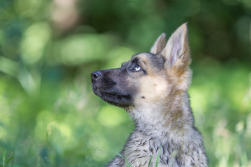 Hund Welpe Mischling Malamut niedlich klein auf einer grünen Wiese