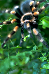 Close-up of a black big spider with orange stripes sitting in a fern Bush